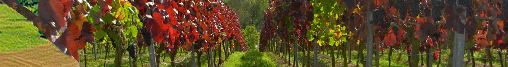 Blick aus den Weinbergen