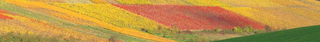 Blick aus den Weinbergen