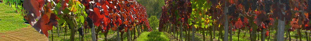 Blick aus den Weinbergen